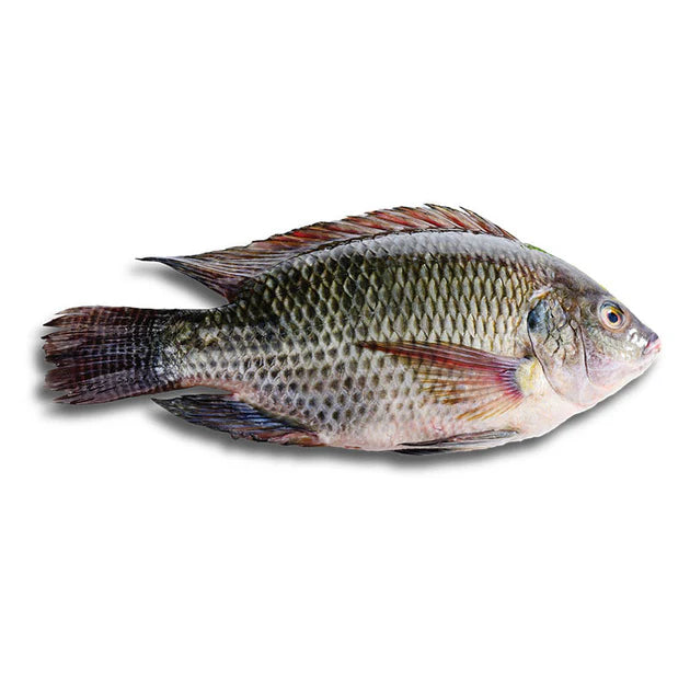 Black Tilapia 750G+ | 黑罗非鱼 750G+