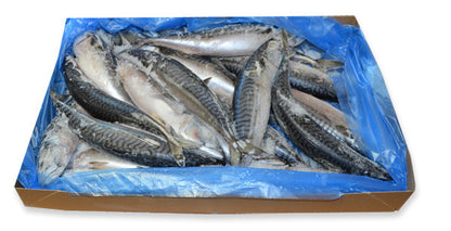 Mackerel 20kg | 鲭鱼 20kg