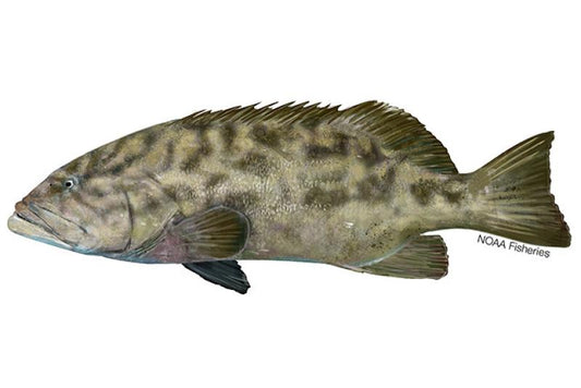 Grouper 1-2kg 10kg | 石斑鱼 1-2kg 10kg