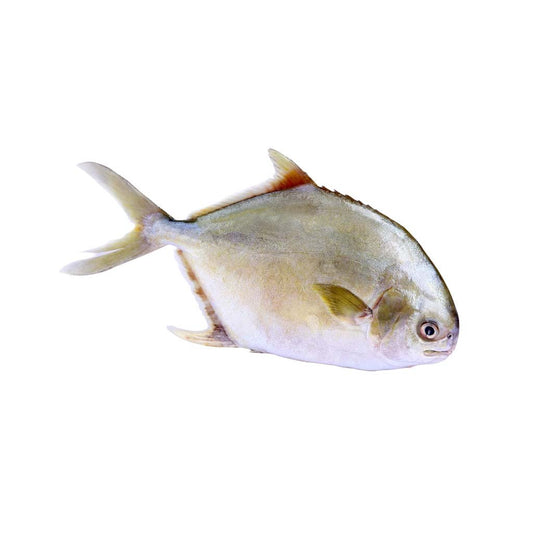 Pomfret Gold 400/600 5kg  | 金鲳鱼 5kg