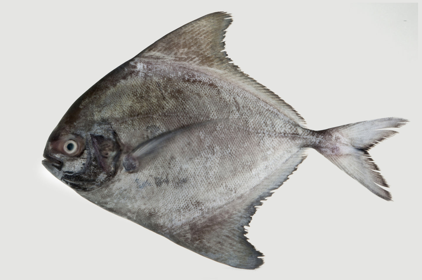 Black pomfret 500/800g 10kg