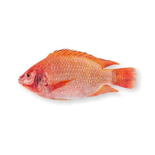 Red Tilapia 750G+ |  红罗非鱼 750G+