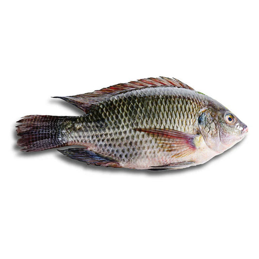 Black Tilapia 750G+ | 黑罗非鱼 750G+