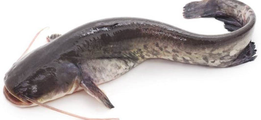 Catfish 600g | 鲶鱼 600g | Cá trê