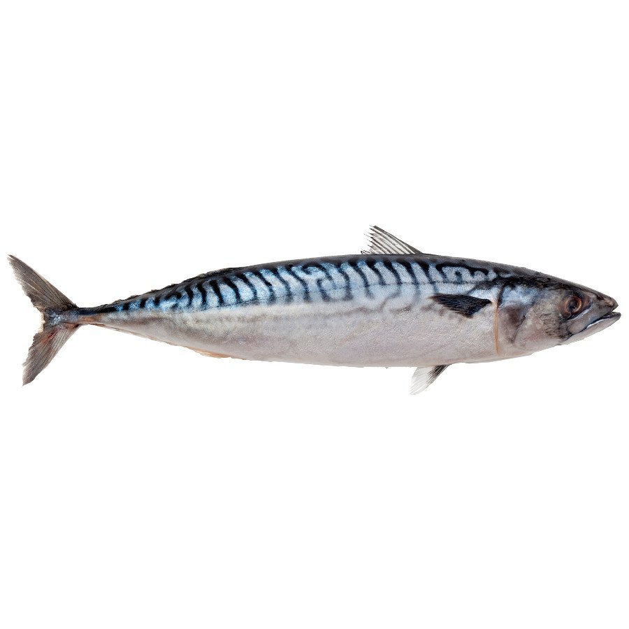Mackerel 20kg | 鲭鱼 20kg