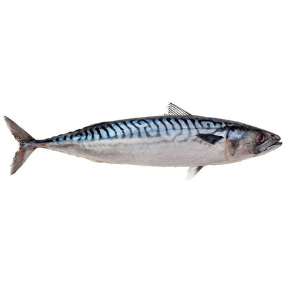 Mackerel 20kg | 鲭鱼 20kg