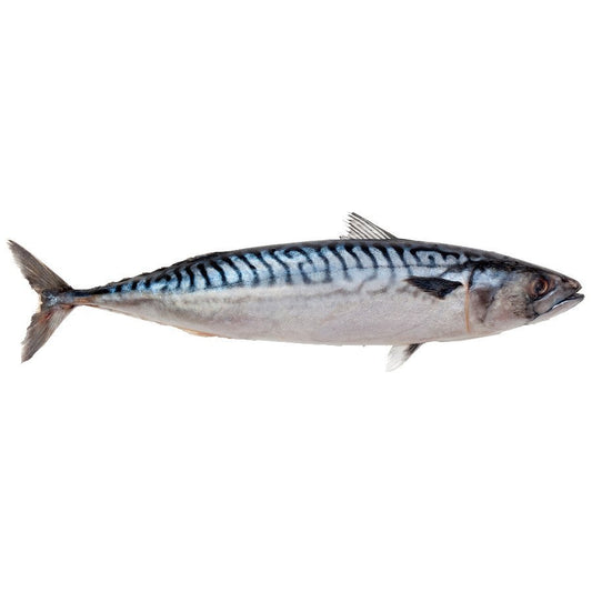 Mackerel 20kg | 鲭鱼 20kg