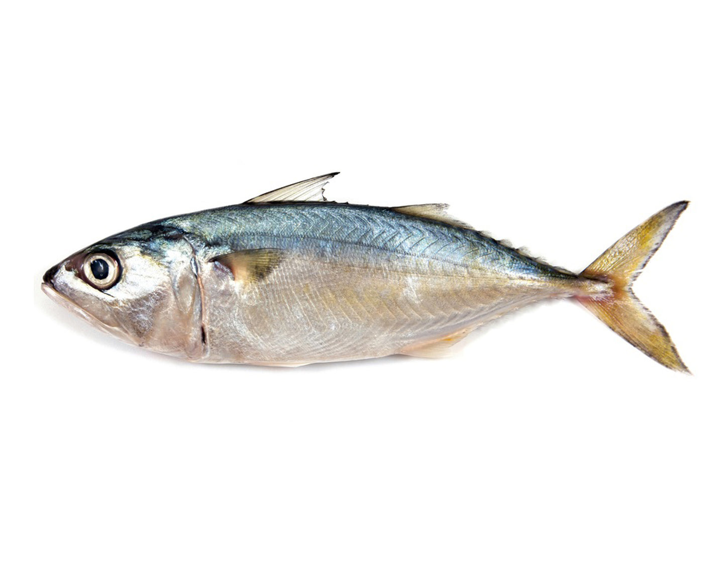 Indian mackerel 4/6 10x1kg | 印度鲭鱼 4/6 10x1kg
