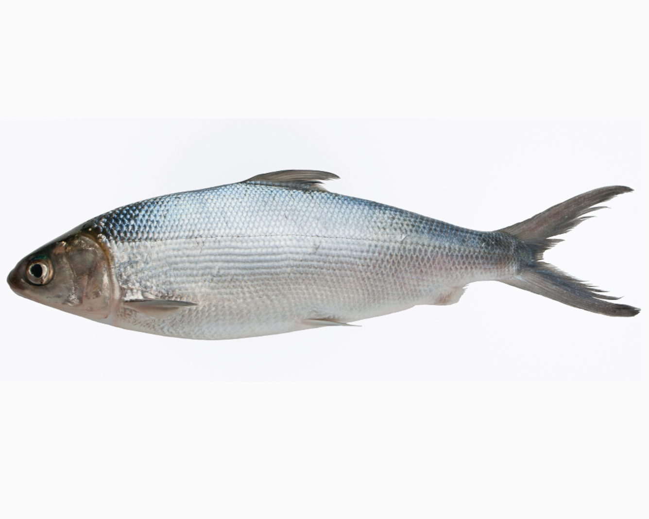Milkfish 500/800g 8kg | 虱目鱼 500/800g 8kg